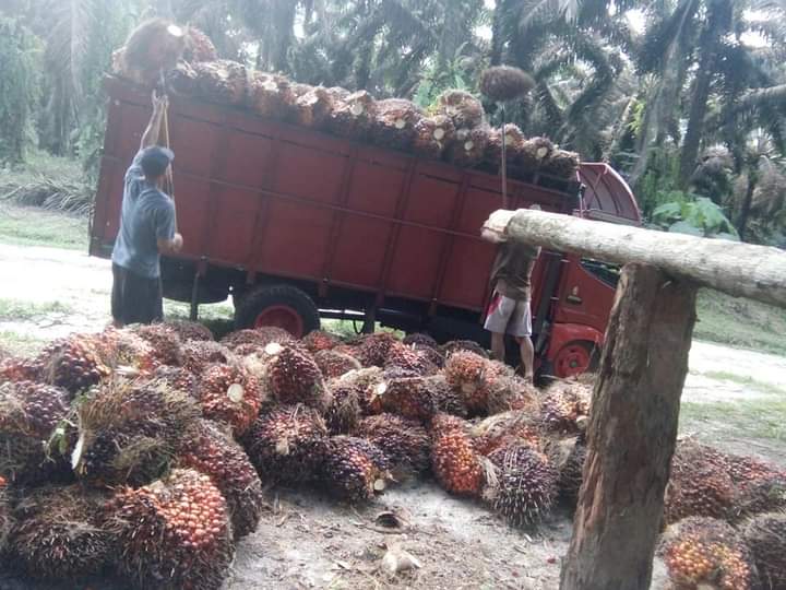 Harga TBS Sumut Kembali Dekati Level Rp 4.000/Kg