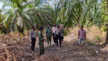 Harimau Datang, Petani Sawit di Riau Kocar Kacir-Panen Gagal