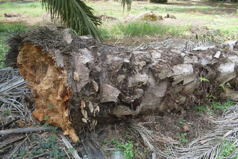 Aspekpir: Hama Ganoderma Bukan dari Sapi