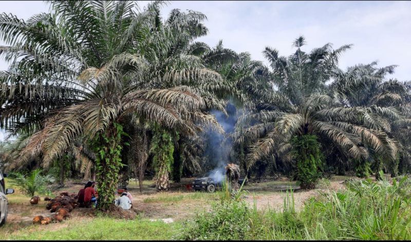 23.501 Hektar Kebun Sawit Sumbar Berada di Tanah Gambut