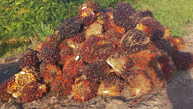 Kadisbun Jambi: Yang Dilarang Ekspor RBD Palm Olein, Bukan CPO