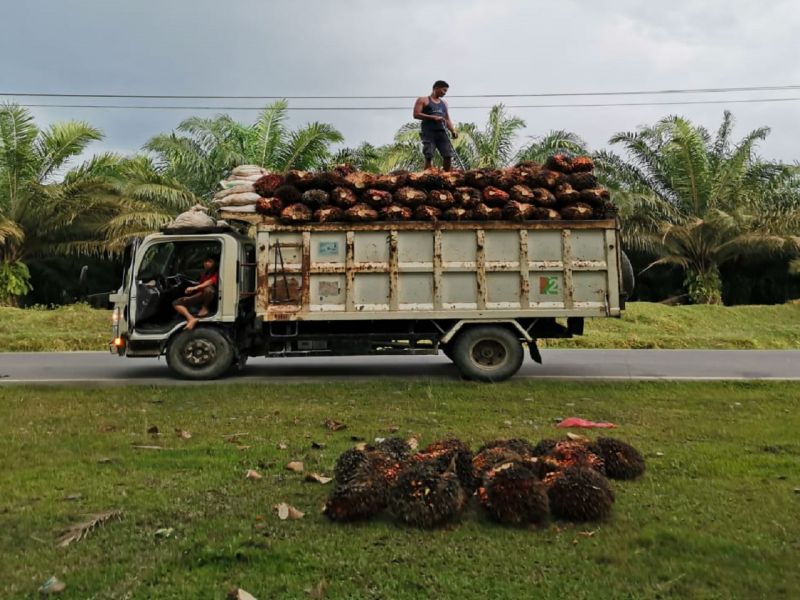 Petani Sawit ini Punya Harapan yang Belum Terwujud
