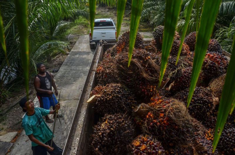 Sawit Sumsel Melorot Hingga Rp1.700 per Kilogram