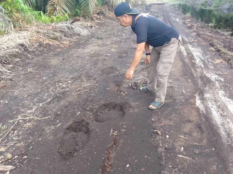 Sudah Dievakuasi, Gajah Liar Datang Lagi dan Rusak Kebun Sawit