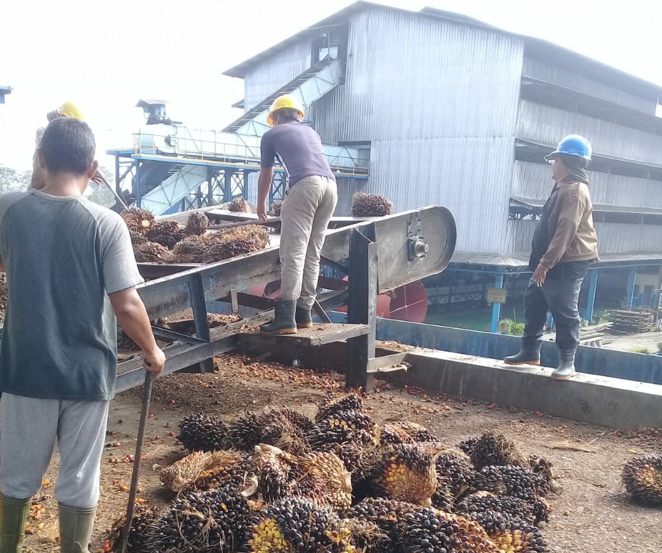 Ini yang Mau Dilakukan pada PKS yang Tetapkan Harga Sepihak