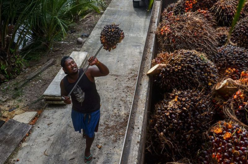APKASINDO: Pabrik Jangan Lagi Berkilah