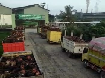 Ngeri! Segini Kerugian Petani Sawit Jambi Ulah Larangan Ekspor