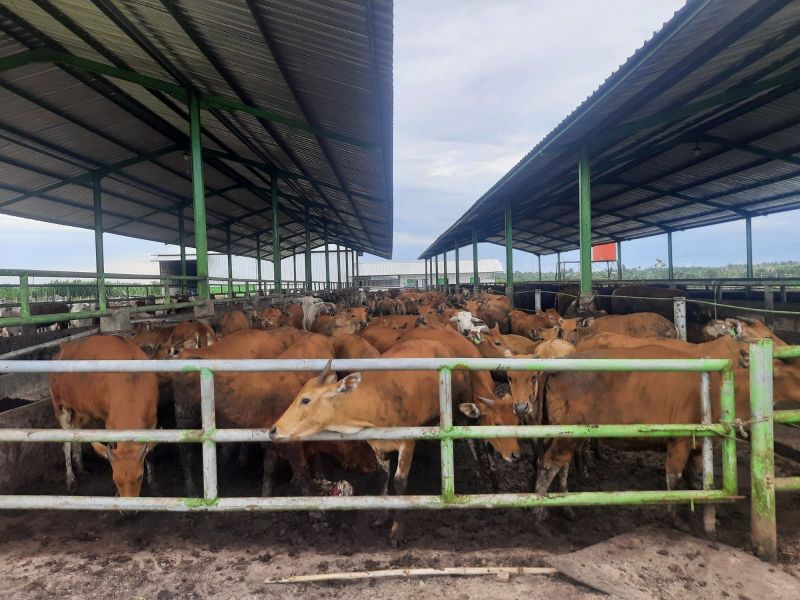 Stok Hewan Kurban Dipastikan Aman