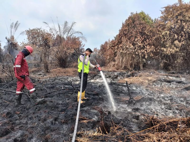Api yang Menghanguskan Lahan Sawit Berhasil Dipadamkan