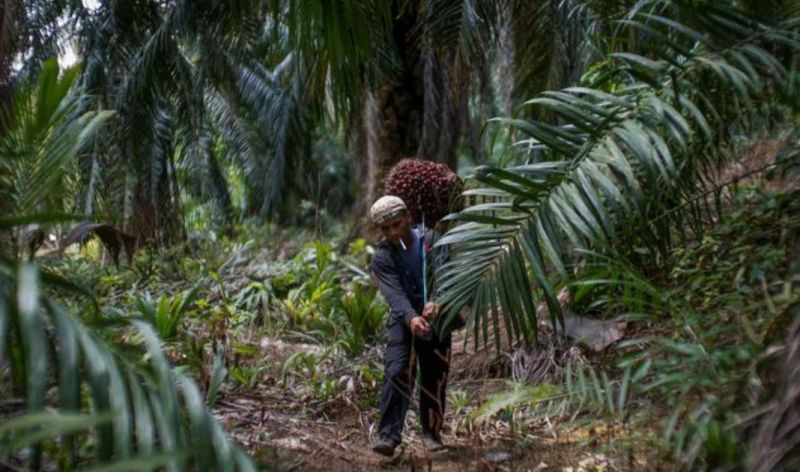 Harga Sawit Rendah Bikin Nilai Tukar Petani Kalbar Melorot