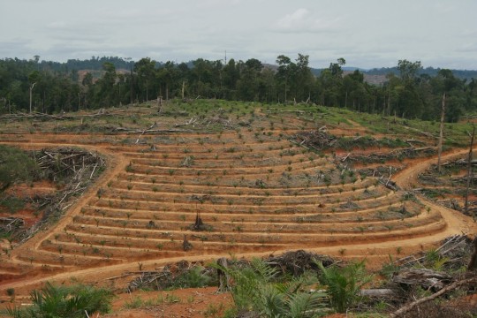 Izinnya Dicabut, Perusahaan ini Masih Terus Berkebun Sawit