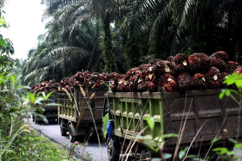 Batasi Pembelian TBS, Bupati Akan Kirim Surat 'Cinta' ke Seluruh Pabrik di Seluma