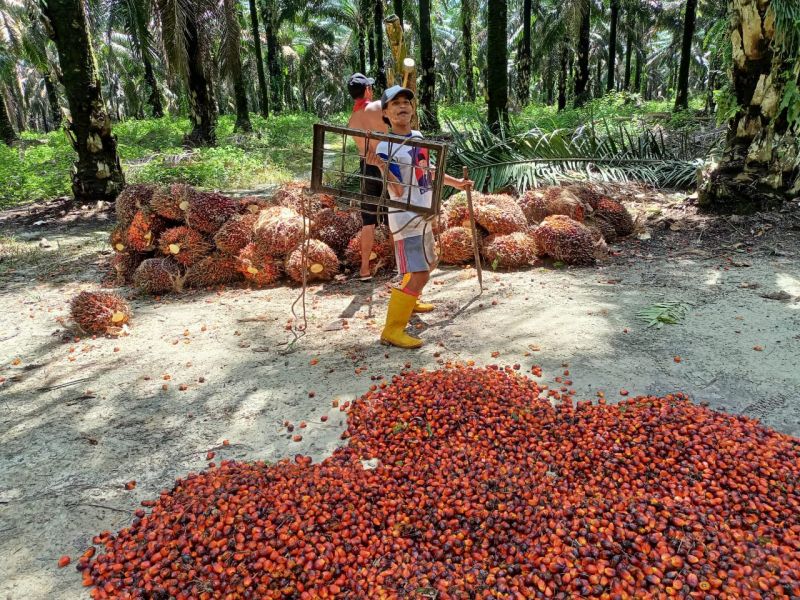 Harga Sawit di Sumsel Makin Jeblok