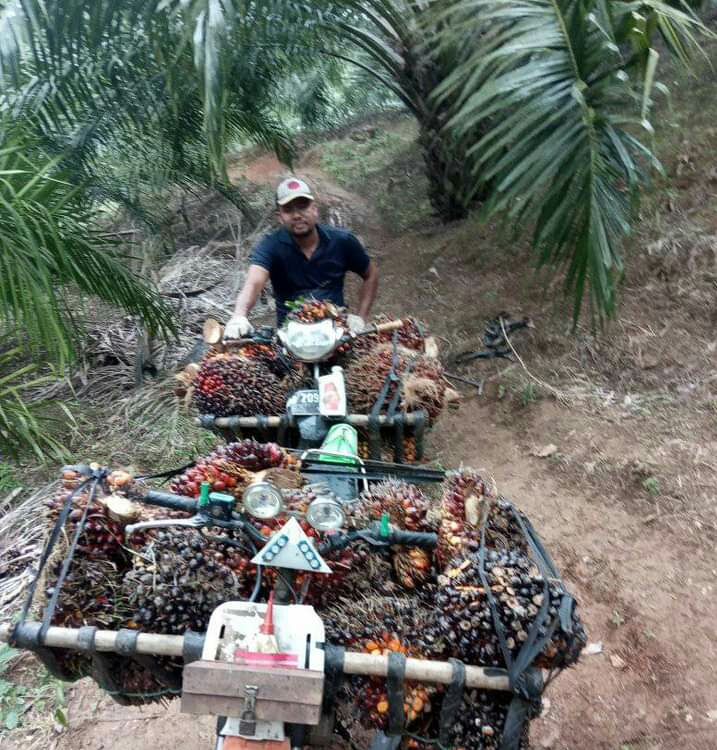Simalakama Petani Sawit: Panen Rugi, Tak Dipanen Makin Rugi