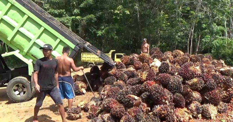 Harga Resmi TBS Bengkulu Terjun Bebas