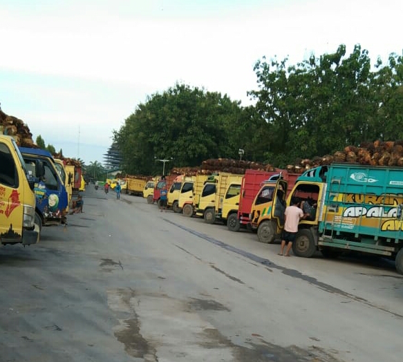 Di Malaysia pun Ada PKS Tolak Beli TBS Petani