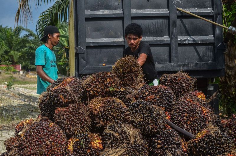 Petani Sawit Rugi Rp1,5 Juta per Hektare Tiap Bulan