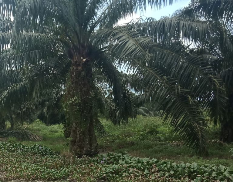 Uji DNA Jangan Sampai Menghambat PSR
