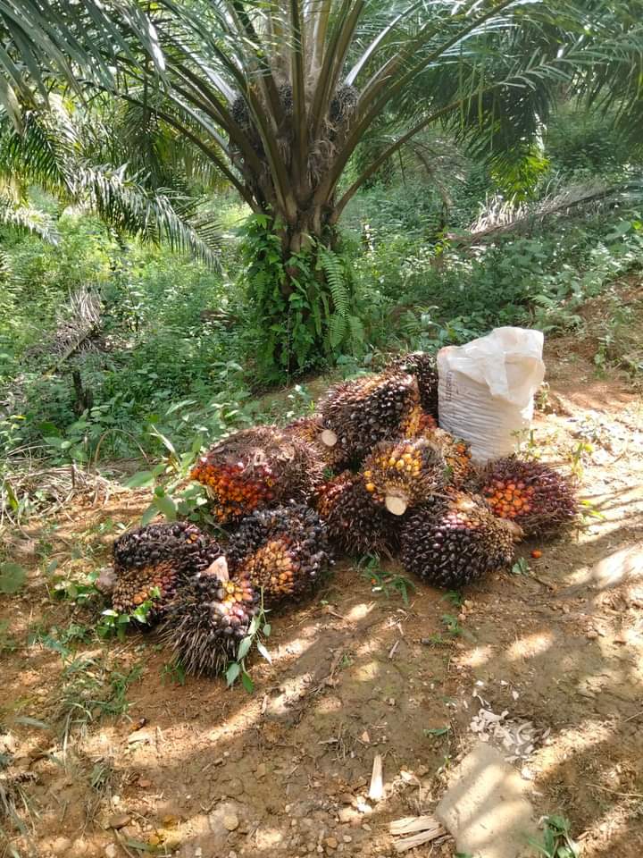 Sawit Tak Laku, Petani Pusing Hadapi Tahun Ajaran Baru