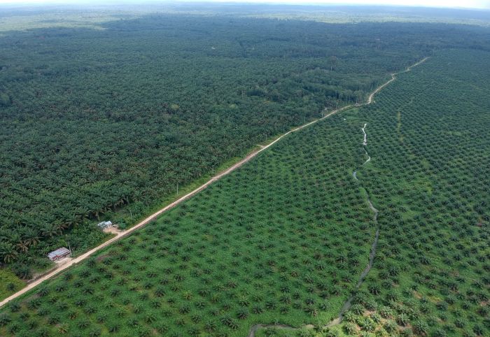 Komisi IV Ingatkan KLHK Soal Modus Pelaku Perkebunan Sawit di Kawasan Hutan