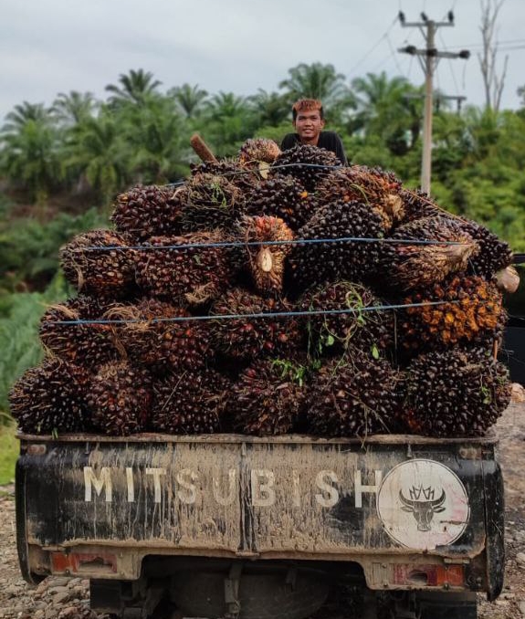 Harga Sawit di Bengkulu Utara Tak Kunjung Membaik