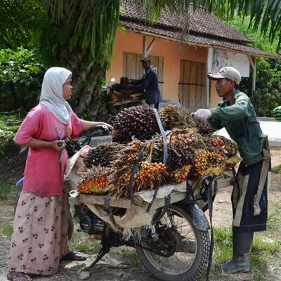 Harga Resmi TBS di Kalteng Merosot Tajam