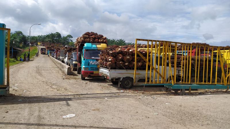 Ingat Bos Sawit! Angkutan CPO di Bengkulu Tak Boleh Pakai BBM Subsidi