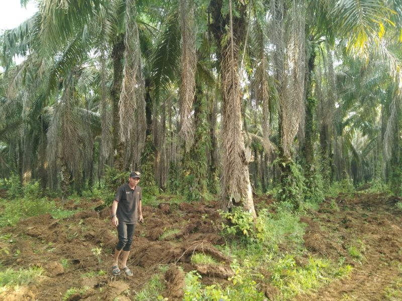 Petani Sawit Ngos-ngosan Dikejar Cicilan
