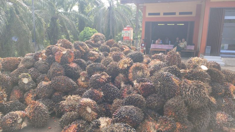 Petani Kaget, Harga Sawit Naik Lebih 50 Persen