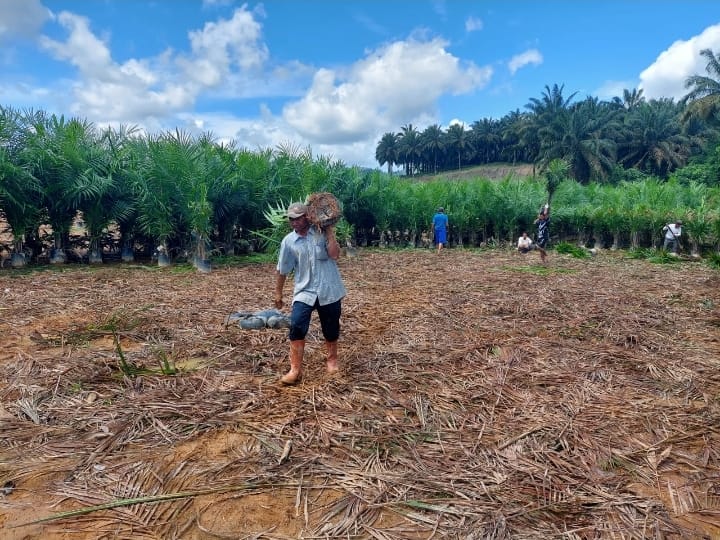 Petani Sawit Diingatkan Tidak Salah Pilih Benih