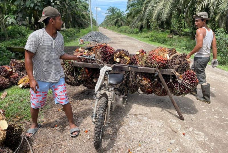 Hore..., Harga Sawit di Riau Meroket Jadi Rp2.134,08/Kg