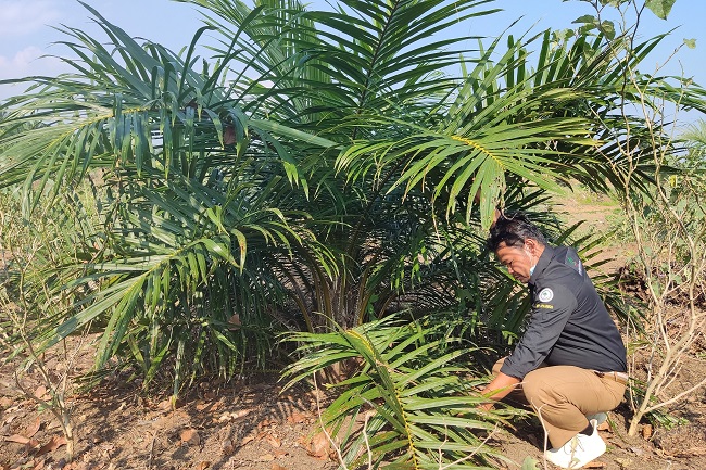 Apkasindo Bengkulu: 'Nasib' Petani Jangan Dilelang di KPBN lah!