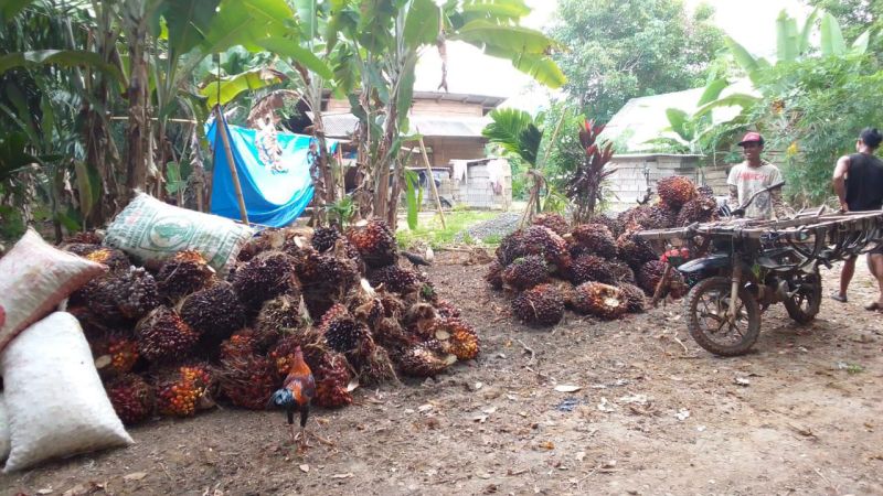 Petani di Kaur Biarkan Sawit 'Berguguran'
