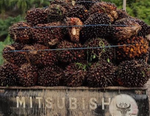 Peniadaan PE Salah Satu Faktor Naiknya Harga TBS Riau