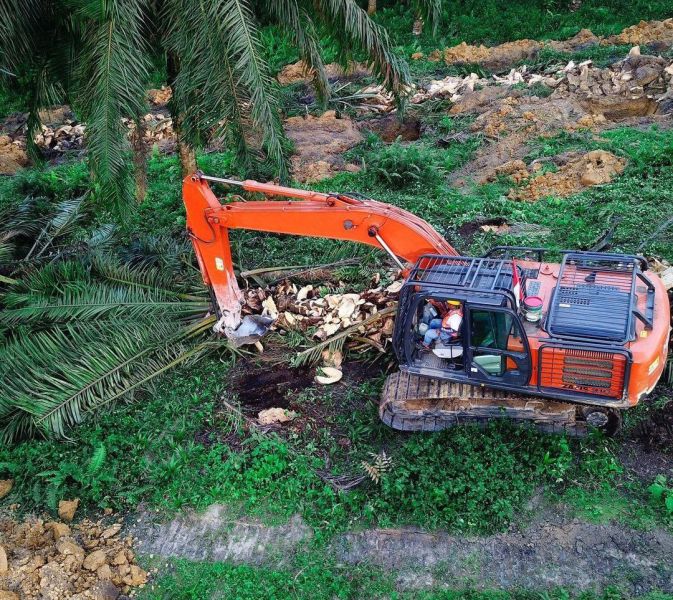 Peremajaan Sawit di Sumbar Mulai Berjalan